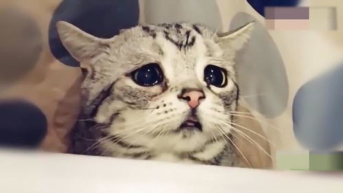 世界上最忧郁的网红猫,每天都哭丧着脸,怎么才可以拯救你 