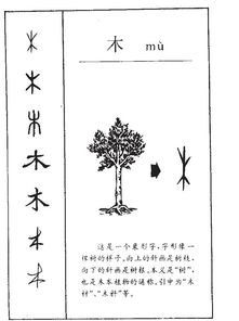 木的部首 木的拼音 木的组词 木的意思 