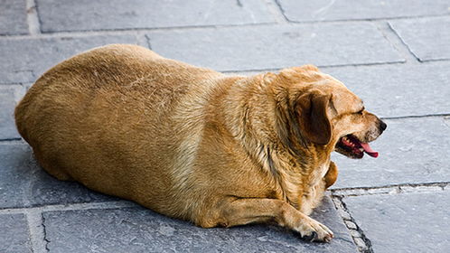 狗肥胖的成因 判断标准 危害 易导致的疾病和减肥方法