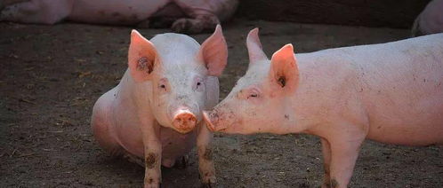 不缺猪了 猪价或猛跌 能繁母猪增加,种猪仔猪产销两旺