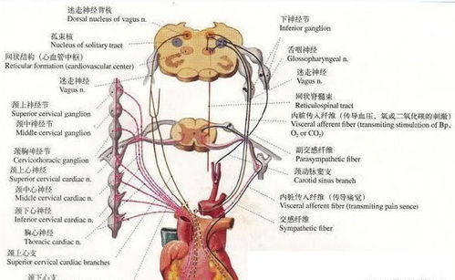 为什么急性心肌梗死 脑梗塞等疾病,常发生在不开心的事情之后