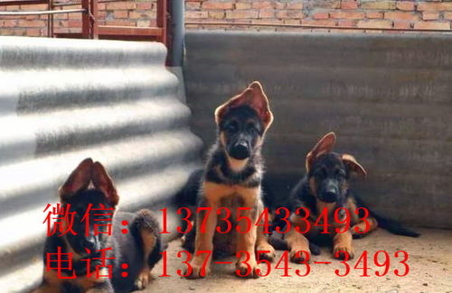 合肥宠物狗狗出售纯种德牧幼犬领养犬舍