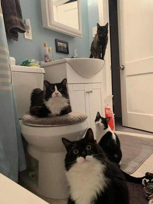 养猫的人上厕所永远不会孤独