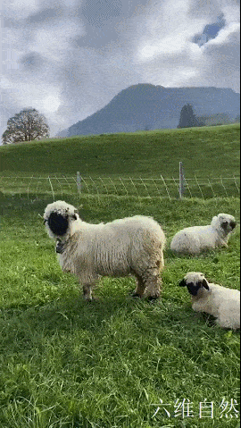 一种让人看不见五官的羊,本是食用羊和收集羊毛,却由于太可爱成为宠物羊