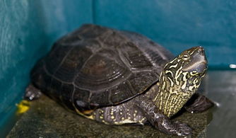 中华草龟一共有几种,草龟种类？