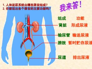 泌尿系统？泌尿系统指哪些器官