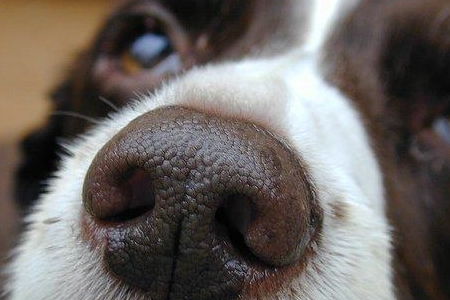 狗狗流鼻血并不常见,它们流鼻血可不是因为上火,大多因为病了