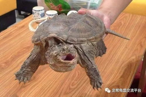 乌龟有牙齿吗,乌龟有牙齿吗图片