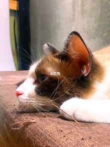 兰州探店 兰州第一家猫咖打卡