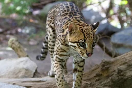 罕见 普宁某村惊现国家二级保护动物豹猫