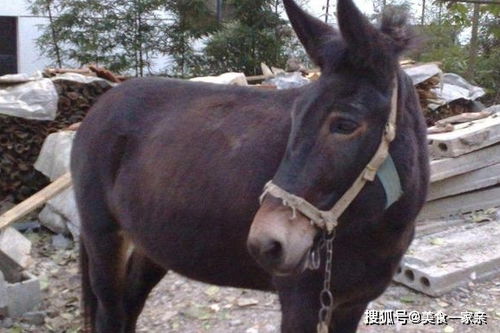 驴肉香马肉臭打死不吃骡子肉 ,骡子肉既然不难吃,为啥没人吃