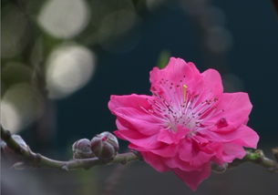 情人节送上桃花 祝你行桃花运