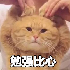 冷知识 测试你的 猫奴 等级有多高