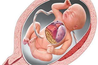 胎儿横位 横位胎儿的危险性及处理方法