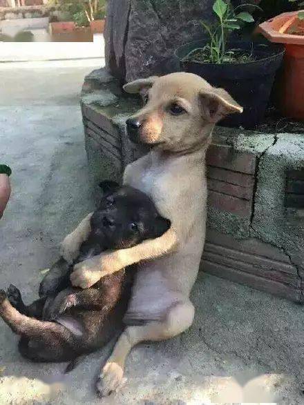 街头小黄狗照顾另一只奶狗,用怀抱支起一个爱的世界泪目