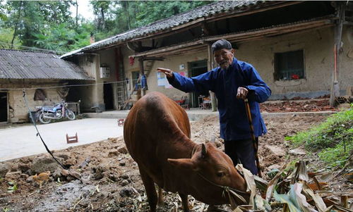 暖心 汉中102岁老人每天给儿子做饭 他种地放牛太累我要帮他 