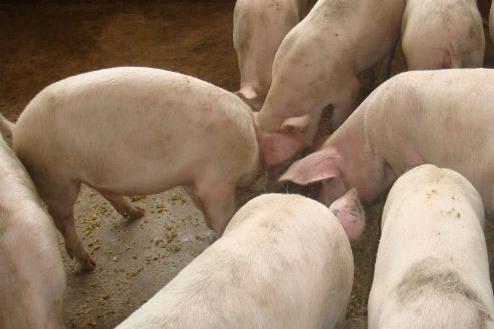 养猪100天出栏饲料配方 猪一天吃多少饲料