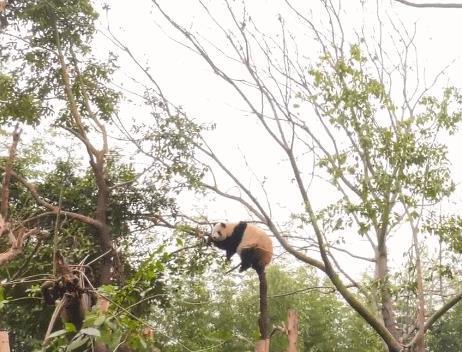 熊猫爬树把树枝压弯,遭奶妈吐槽 自己多重,心里没点数
