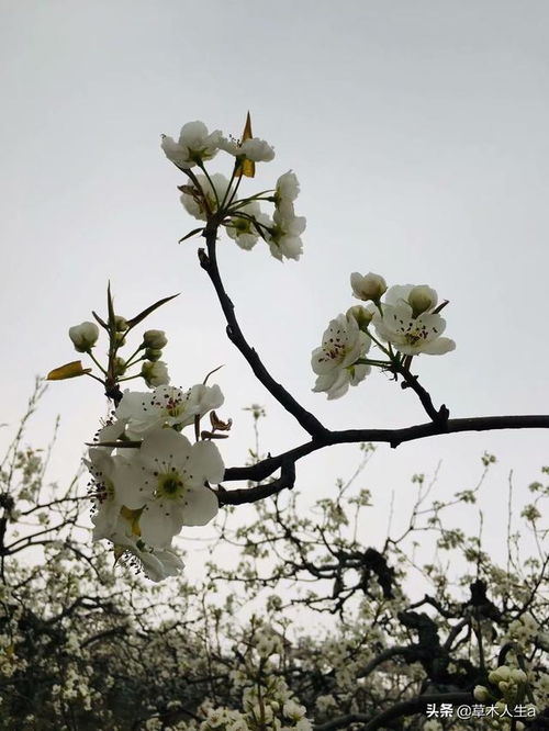 惜春长怕花开早