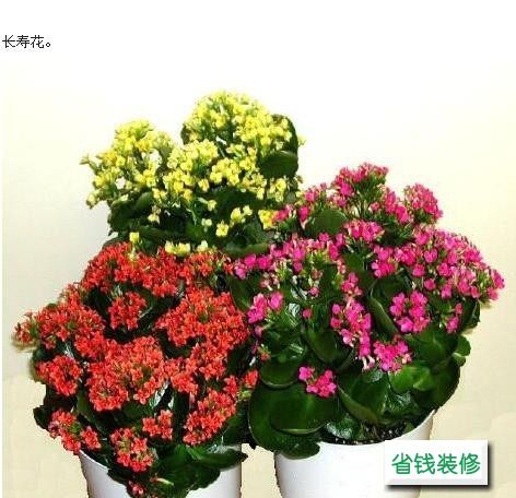 春节室内可以放什么花 