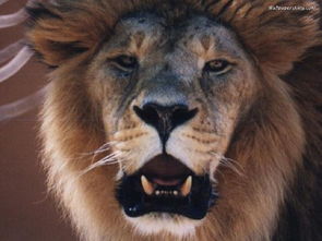 谁有威武雄壮有霸气的狮子照 在那找狮子照片 