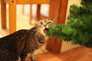 圣诞节家里宠物搞破坏 主人绞尽脑汁守卫圣诞树 