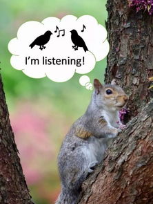 松鼠能听懂鸟语 这是一种非常重要的技能