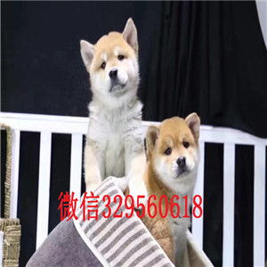 柴犬币的今日价格表,seele币价格预测