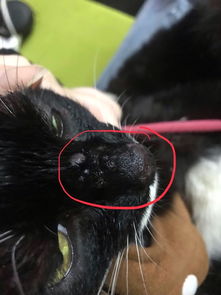 猫鼻子上都是像痘一样的凸起,是什么 