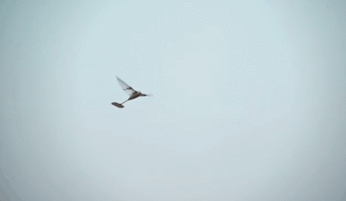 北京航空航天大学发明了类鸟飞行器,其飞行时间打破吉尼斯纪录
