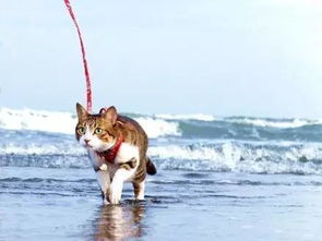 带猫咪去海边玩,本来以为它会怕,结果....... 