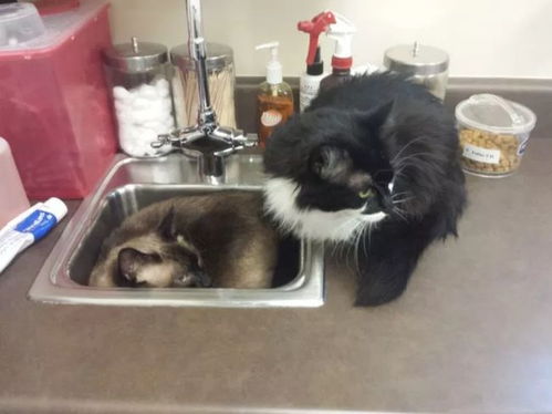 2只猫咪害怕医生,争相躲进水槽里,使劲挤进去的模样真是萌翻了
