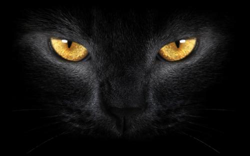 夜晚看见黑猫 是什么征兆 