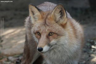 求各种彩狐图片 最好可以配上彩狐的具体品种的名称 搜狗问问 