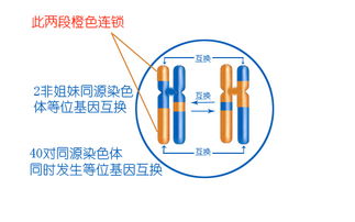 赛鸽遗传入门