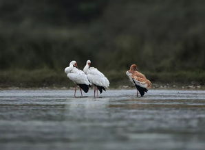 省内罕见 我市首次观测到国家一级保护动物白头鹤