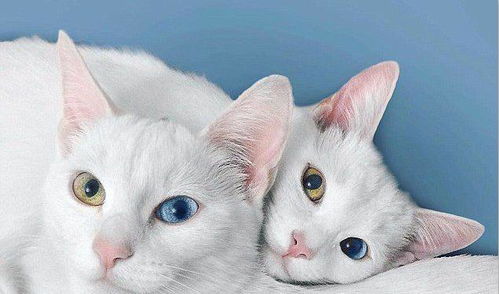 好漂亮的双胞胎异瞳猫,好想有一只呀,一只就满足了