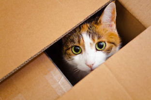 看完这些后,终于知道猫为何喜欢钻箱子了