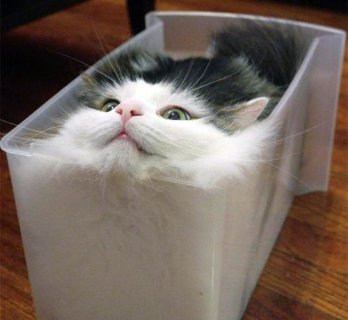 猫咪变形技能了得,能钻过任何物体,无愧液体本质