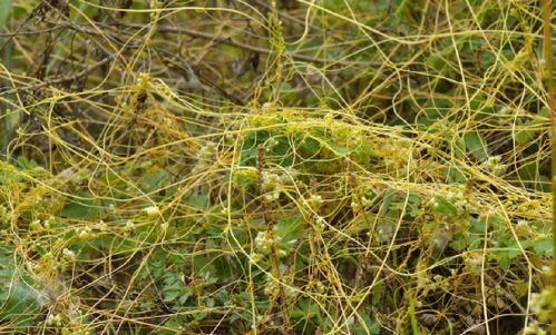 原野菟丝子Cuscuta campestris。图片来源:魏周睿