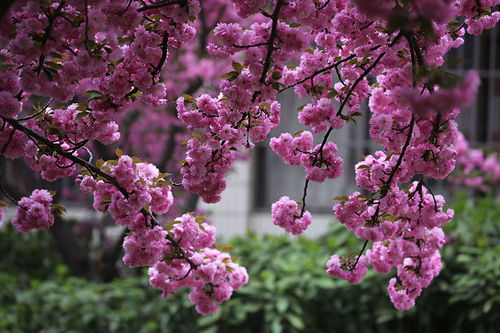 日本樱花介绍,日本樱花花季是在几月?樱花的传说,樱花的含义?还有樱花祭是几月几日？