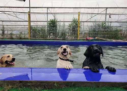 德阳专业宠物犬游泳价格多少