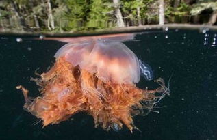 巨型深红水母有毒吗 最毒的水母有哪些 