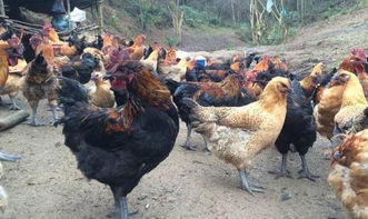 该鸡病低温季节很常见,但不少养鸡户却不知道 
