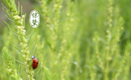 惊蛰出生的属龙人好不好(惊蛰出生的人命运属牛)