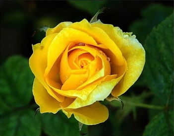 黄玫瑰配康乃馨花语？