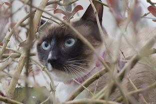 猫咪小便困难怎么办(解决小便困难的药物治疗)