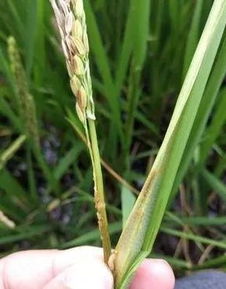 水稻三化螟的习性与防治措施,水稻穗期防治病虫害有效措施有哪些
