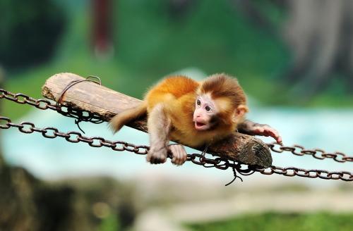 3月属猴人学会修身养性,方便八月迎接好运