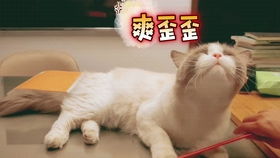 猫咪三大噩梦之一,除了割蛋和洗澡,还有打疫苗